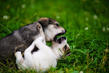 Cute puppy on green grass