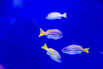 Naklejka premium Wonderful and beautiful underwater world with corals and tropical fish.