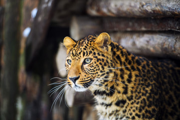 leopard portrait