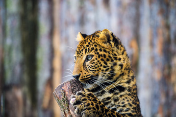 leopard portrait