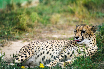 Naklejka na ściany i meble close-up of a beautiful cheetah