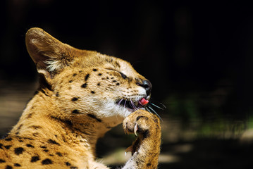 Serval wild cat