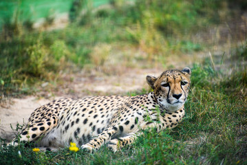 close-up of a beautiful cheetah