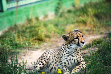 close-up of a beautiful cheetah