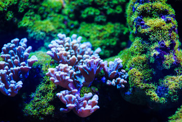 Naklejka na ściany i meble Underwater, Underwater World, Coral Reef