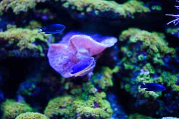 Wonderful and beautiful underwater world with corals and tropical fish.