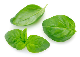 Fresh basil on white background
