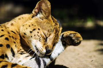 serval cat
