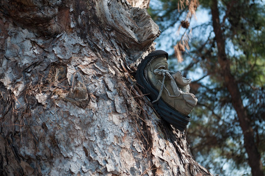 abandoned broken shoe nailed on a tree trunk