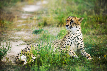 close-up of a beautiful cheetah