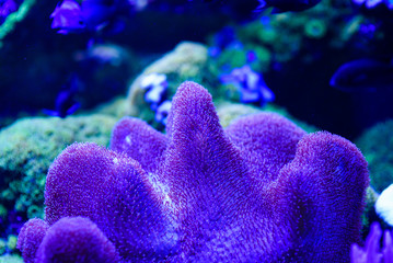 Coral reef in underwater