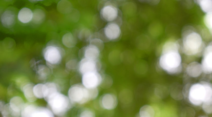 abstract green background with bokeh