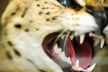 Angry serval cat