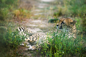 close-up of a beautiful cheetah