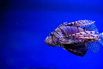 Wonderful and beautiful underwater world with corals and tropical fish.