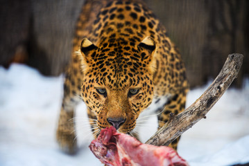 Amur leopard eating meat. Leopard (Panthera pardus)