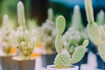 Variety of Small cactus and succulent plants in various pots to decorate in coffee shops