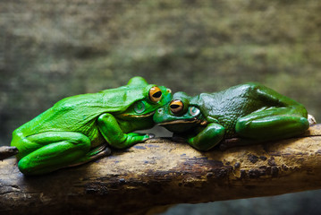 green tree frog