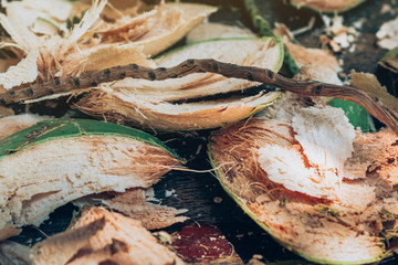 Close up to Coconut peel on the table after being peeled to make coconut juice.