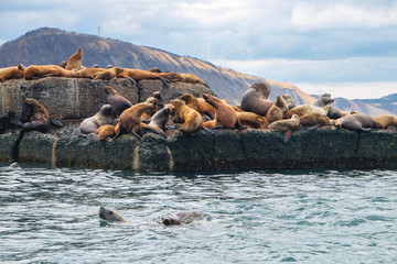 Northern sea lion Steller On a bricquator on Sakhalin Island in the city of Nevelsk. eared seal Steller's Rookery