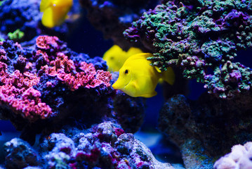 Wonderful and beautiful underwater world with corals and tropical fish.