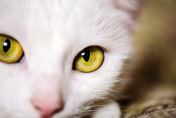 white cat