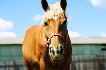 Fototapeta premium portrait of a horse on a background of blue sky