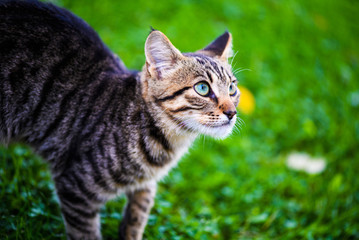 Naklejka na ściany i meble Cute cat on green grass