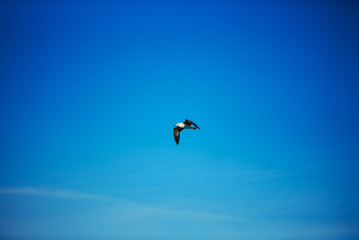 sea gull flying in the blue sunny sky over the coast of Black Sea