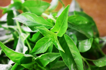 green leaves of plant