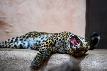 leopard