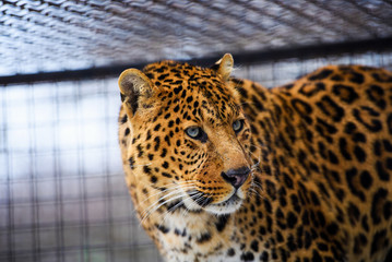 leopard portrait