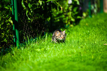 Cute cat on green grass