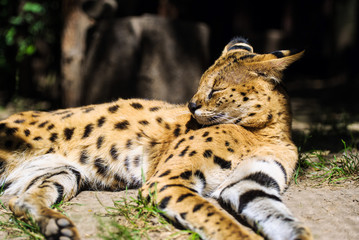 serval cat