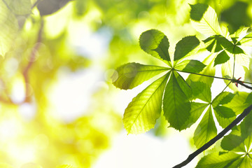 Fototapeta na wymiar Chestnut Tree Twig, Fresh Green Leaves in Early Spring, selective focus