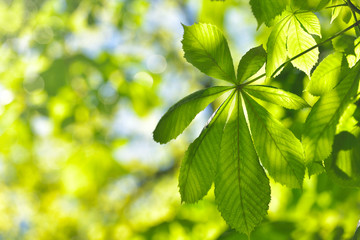 Fototapeta na wymiar Chestnut Tree Twig, Fresh Green Leaves in Early Spring, selective focus