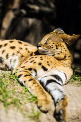 serval cat