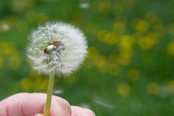 White fluffy dandelion in hand close up on a background of green grass in the afternoon in summer. Beautiful White fluffy dandelion on a background of green grass