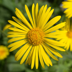 Obraz premium Closeup of yellow flower. In green background, beautiful flowers, green