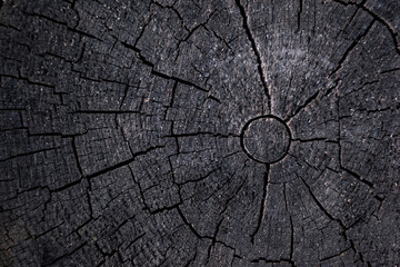 Natural wood structure of old stump tree
