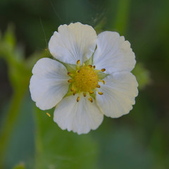 Wild strawberry flower close up. Delicate white flowers on summer nature.