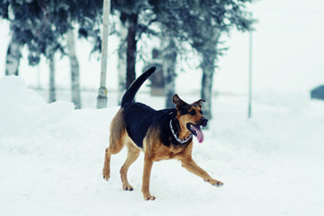 dog in the snow