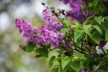 Fototapeta na wymiar Branch of lilac flowers with the leaves