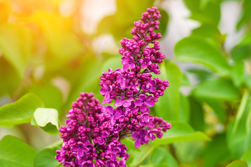 Branch of lilac flowers with the leaves