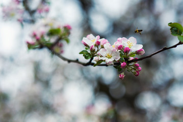 Bee and apple blossom