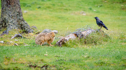 The Hare and the Jackdaw