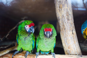 Wild parrot bird, green parrot Great-Green Macaw, Ara ambigua. Green big parrot sitting on the branch