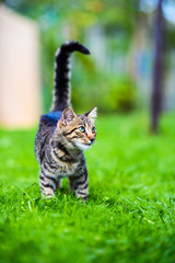 Cute cat on green grass