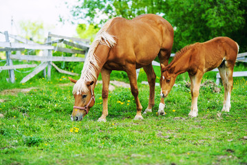 Obraz na płótnie Canvas Mare and foal on a pasture together