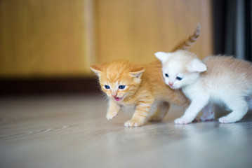 Cute little kittens